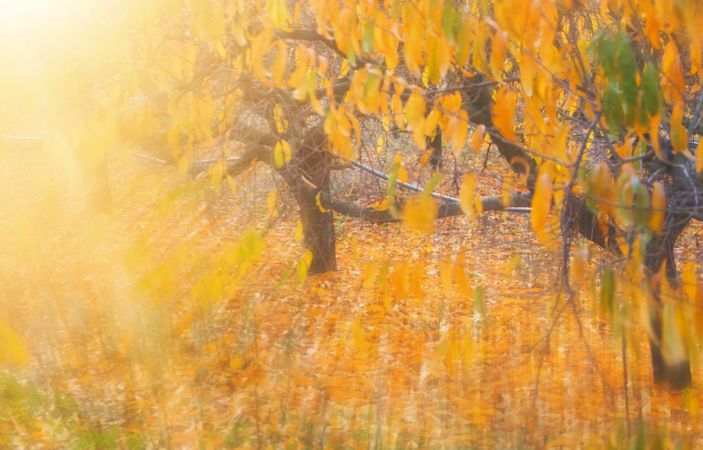 Blurred trees in forest