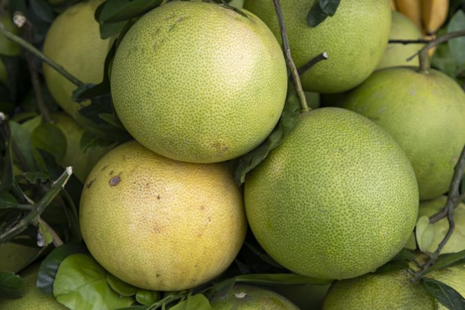 Fresh Fruits Green Pomelo (Citrus grandis) Displayed for sale in the Market of Bangladesh