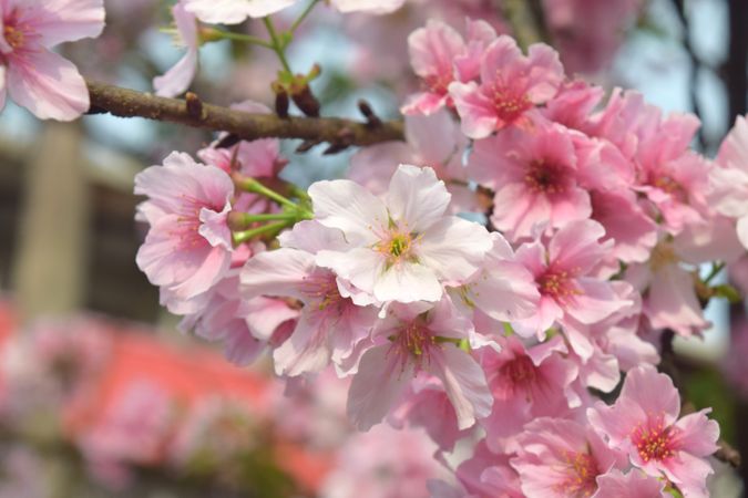 Cherry Blossoms Season in Wuji Tianyuan Temple Taiwan