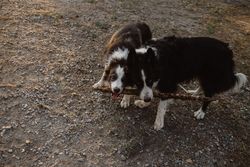 Border Collie dogs having fun together during stick game on dry grass in countryside
