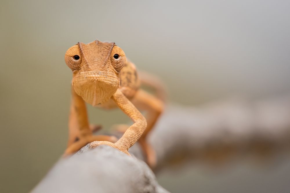 Orange chameleon on tree branch