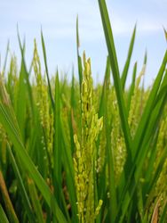 rice close up