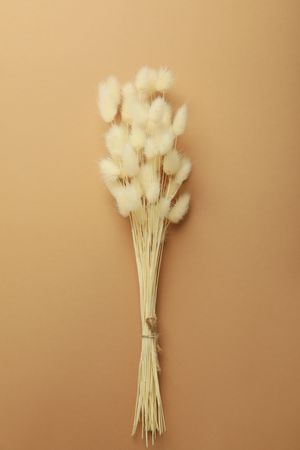 Vertical composition of dried bunny tail bouquet on neutral brown background