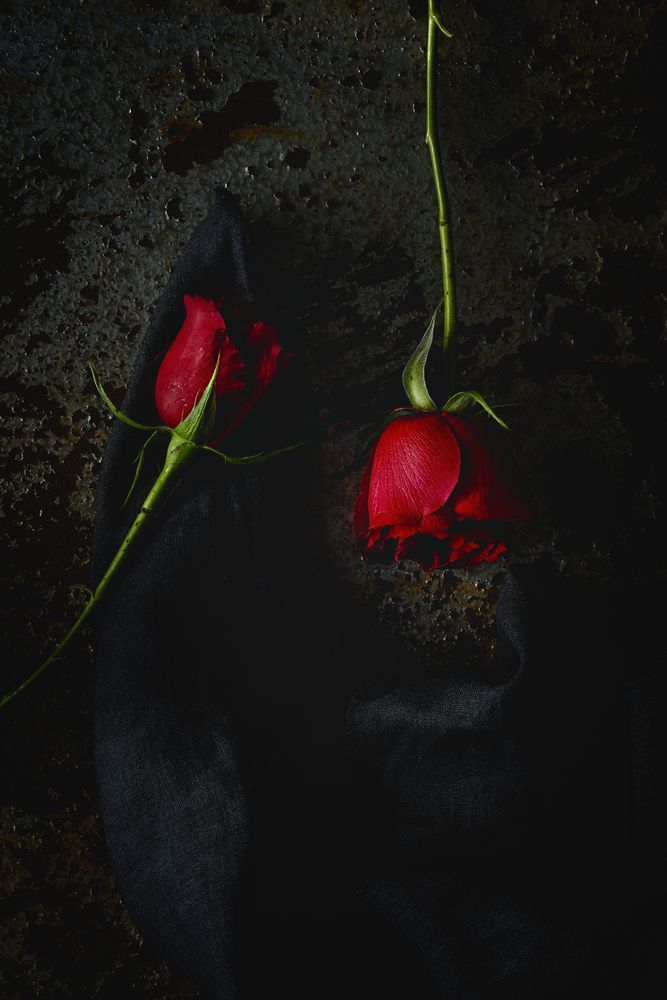 red roses with dark background