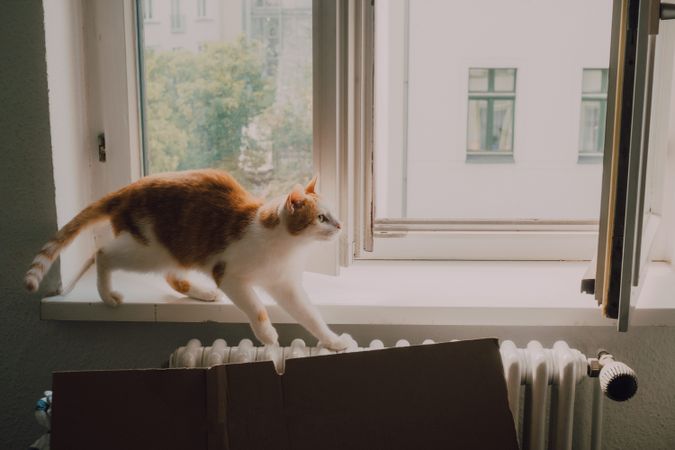 Curious cat walking along window sill