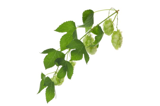 Fresh green hop isolated on light background