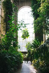 Interior of greenhouse with lush foliage