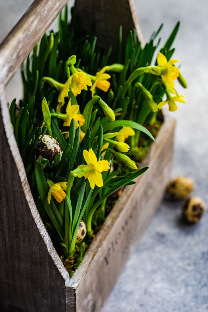 Yellow daffodils in wooden pale with quail eggs