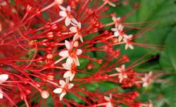 background of small red flowers blooming in spring