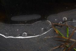 Fragment of thin ice on dark frozen river