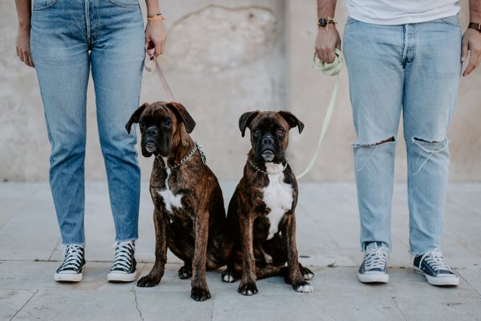 People standing and keeping cute boxers on leash