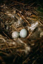 Bird nest on conifer tree