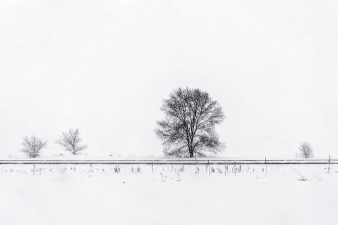 Trees on a road in the wintertime
