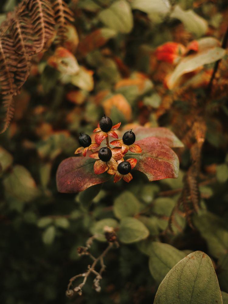 Wild poisonous ripe belladonna berries