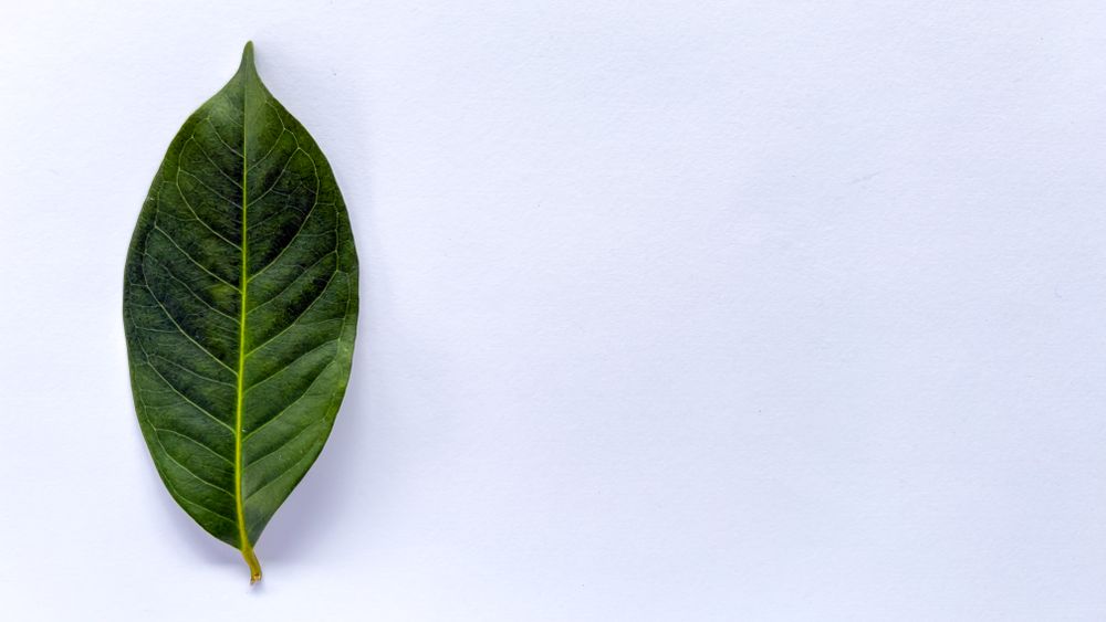 a bay leaf isolated on a light background.