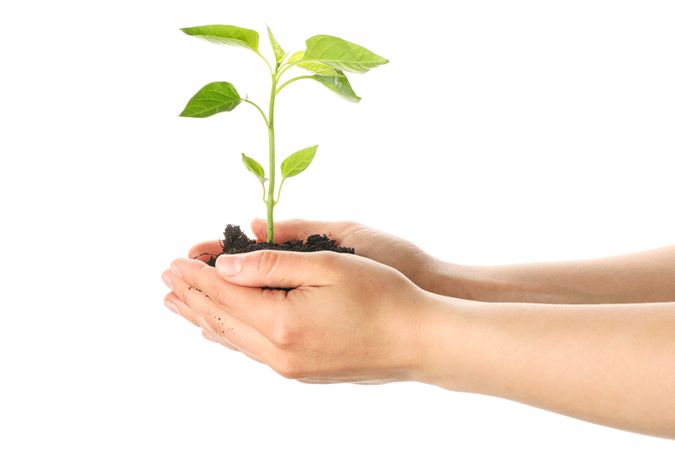 Woman hands holding seedling in soil, isolated on blank background. Environmental protection