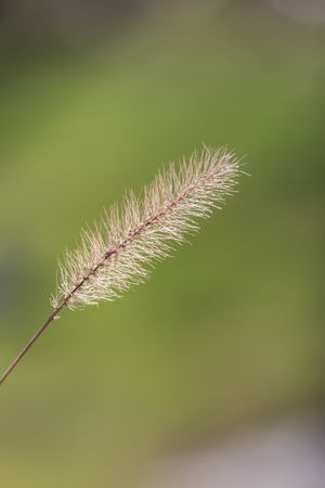 Single gentle twig in grassland