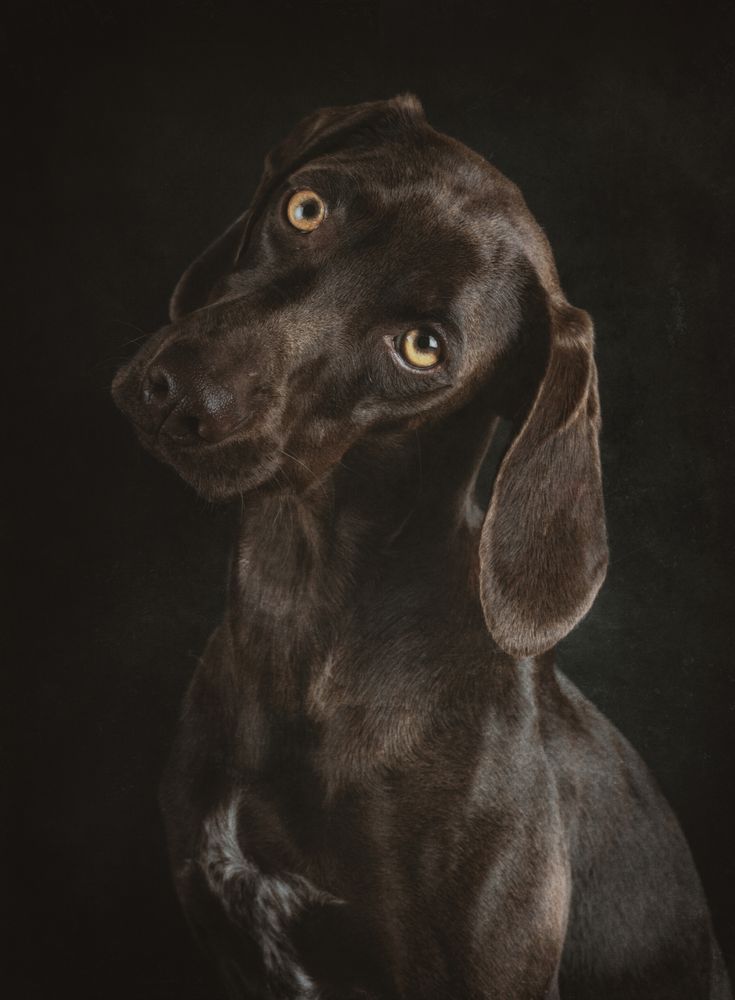 Adorable big-eyed dog on dark background