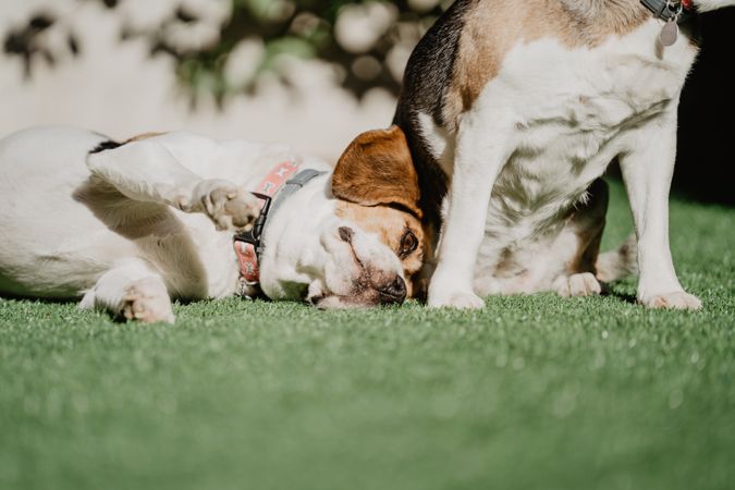 Cute beagles on lawn in yard