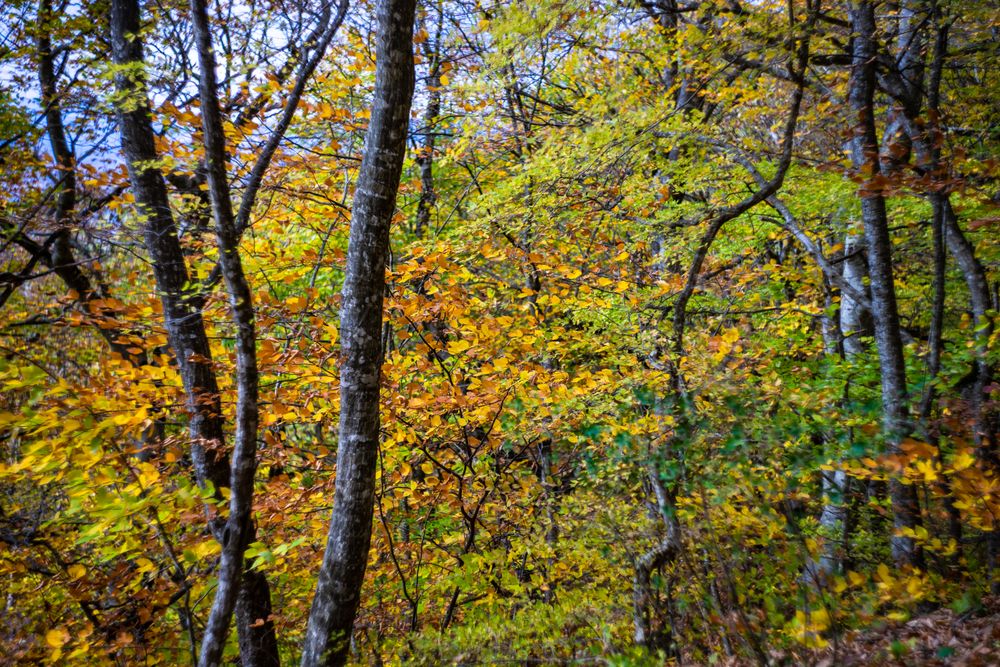 Caucasus mountain landscape in fall time in Georgia