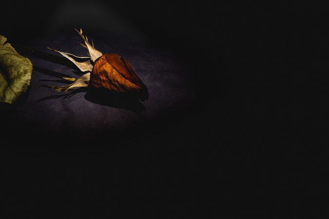 Dry red rose with dark background
