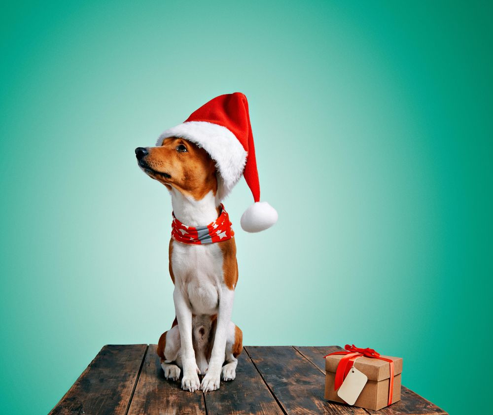 Dog in festive Santa hat and scarf sitting on wooden table with present looking away from camera