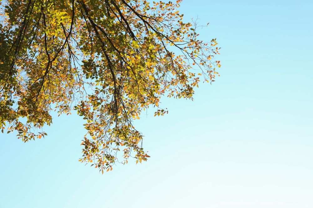 Tree with yellowed leaves against blue sky, space for text