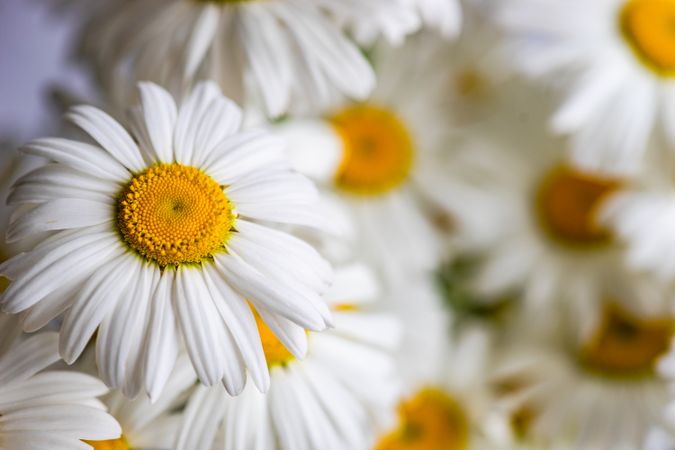 Close up of daisy flowers as a summer background