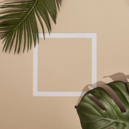 Top view of green tropical leaves and shadows on sand color background with square outline