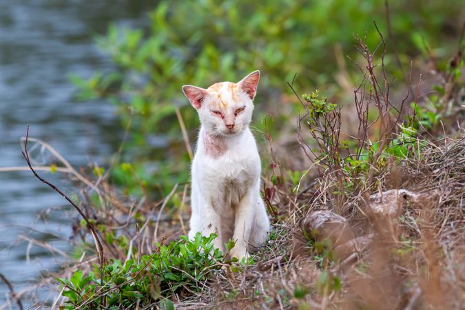 Cat on shore