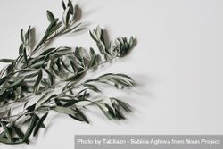 Green olive tree leaves, branches isolated on paper background 42v9q4