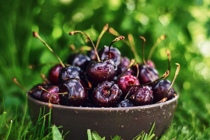 Bowl with wet cherries on grass