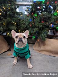 Beige puppy in green sweater near Christmas tree 567Qj4