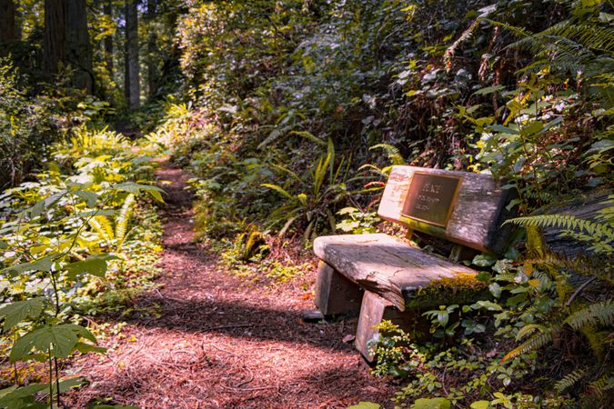 Wooden bench in quiet forest