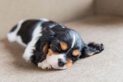 Cavalier spaniel sleeping with eyes closed on grey background