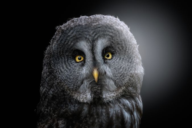 Head of great grey owl