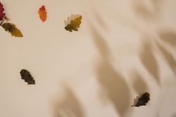 Fall leaves with shadows on sand pastel background