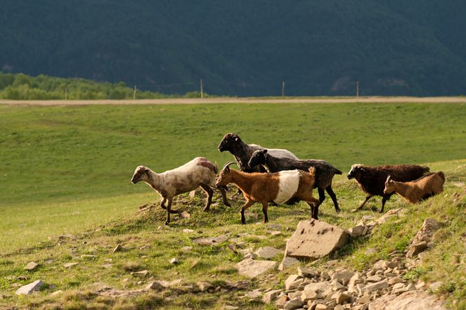 Sheep and goats walking across hillside