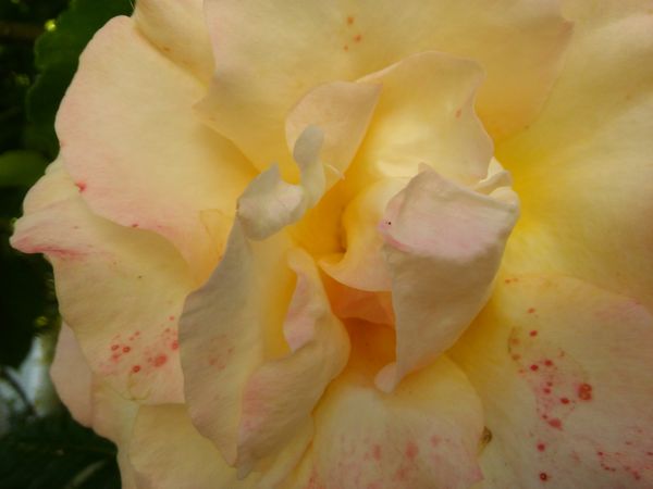 Close up of center of light pink yellow flower