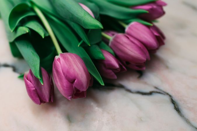 Pink tulips on clear background