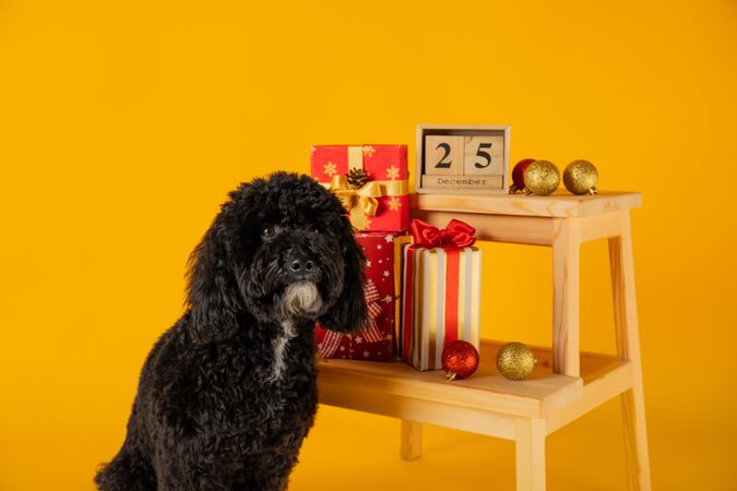 Concept of Merry Christmas, funny Christmas dog