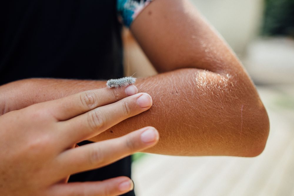 An insect on child's hand