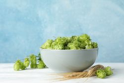 Bowl with hop and spikelets on wooden table, space for text