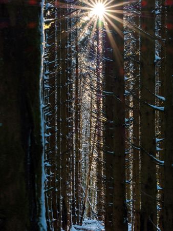 Beautiful snowy forest in the Vosges mountains.