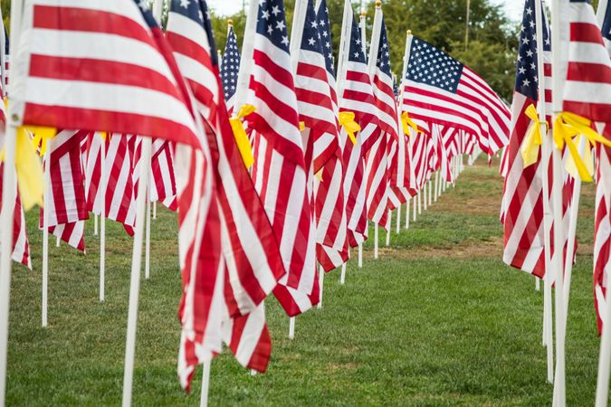 Field of Veterans Day American Flags Waving in the Breeze.