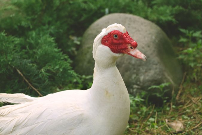 Duck is on green grass.