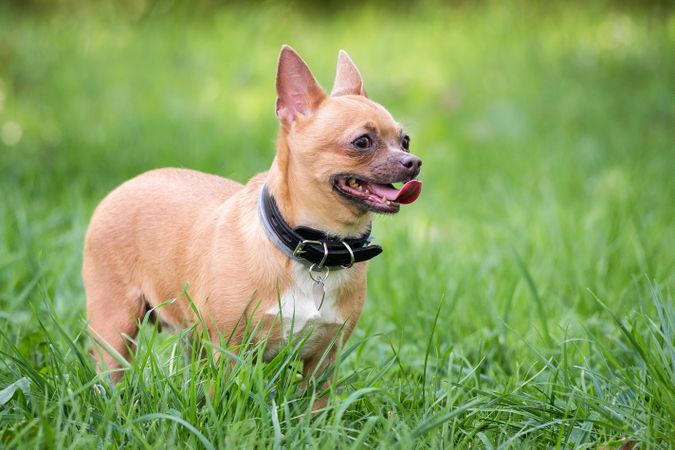 Brown chihuahua dog on green grass field