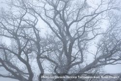 Winter leafless tree in a dense mist 4ZkX1b