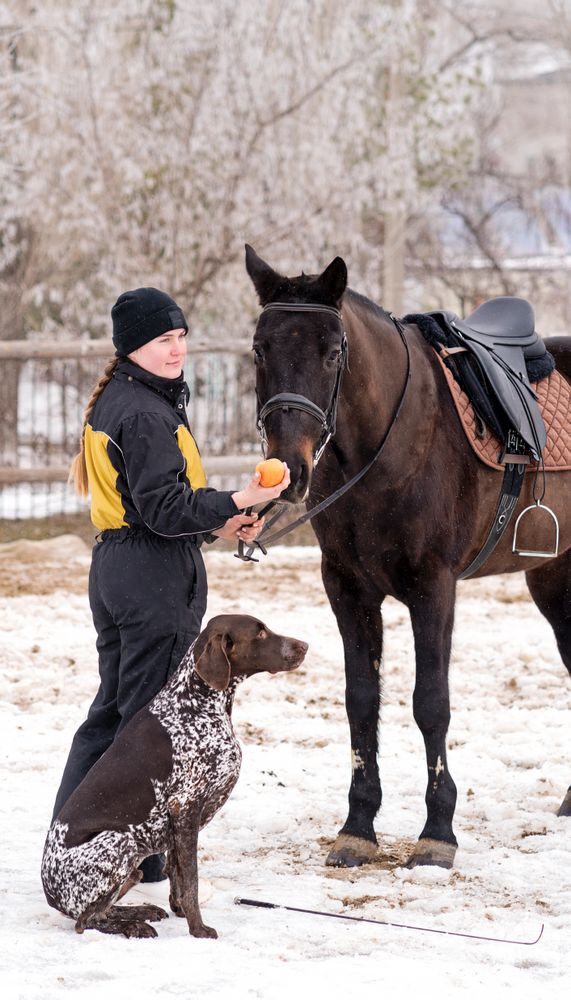 Horse receiving an apple from person with dog watching.