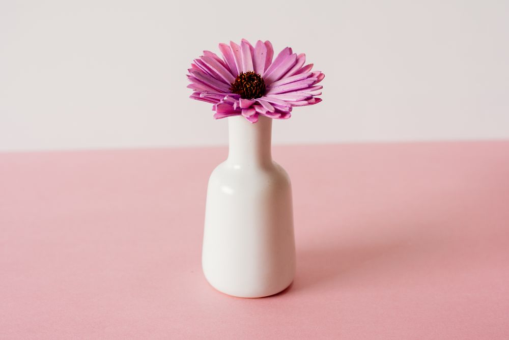 Violet daisy flowers in a pink and white background